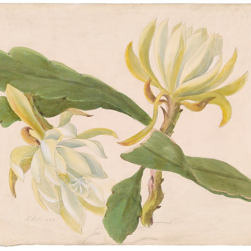 A botanical illustration of two flowers with leaves, belonging to an orchid cactus, from 1886.