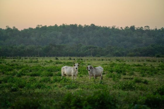 Enfermedades zoonóticas deben estar en el radar de ganaderos indica experto en epidemiología animal