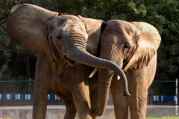 Reunion of elephant Madhubala from Karachi Zoo with Sonia and Malika at their new enclosure in Karachi Safari Park, Pakistan.