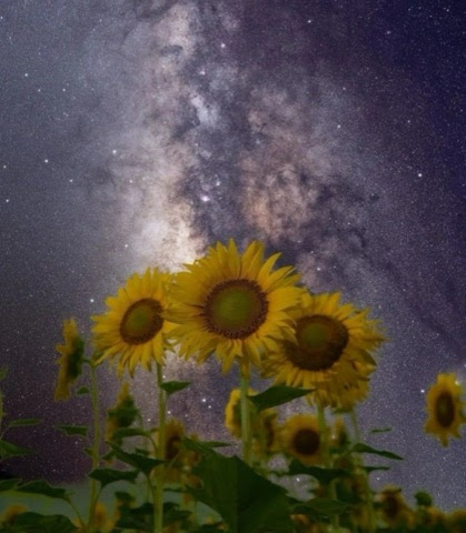 Sunflower-Night-Sky