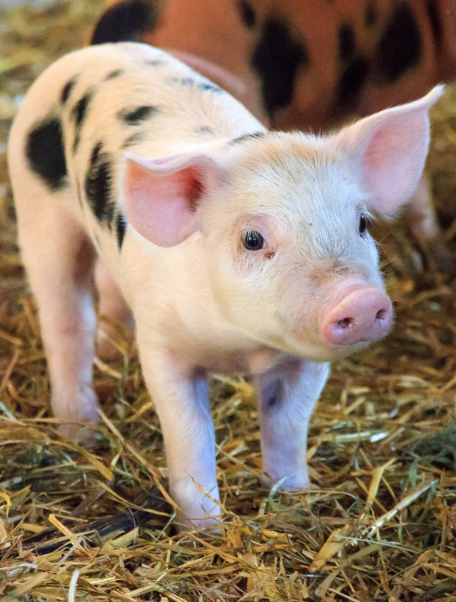 Petit porcelet avec des tâches noir debout dans la paille