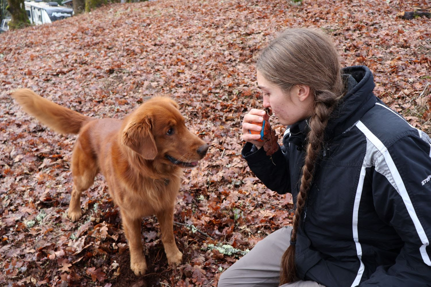 a golden retriever looks at his owner while she sniffs something