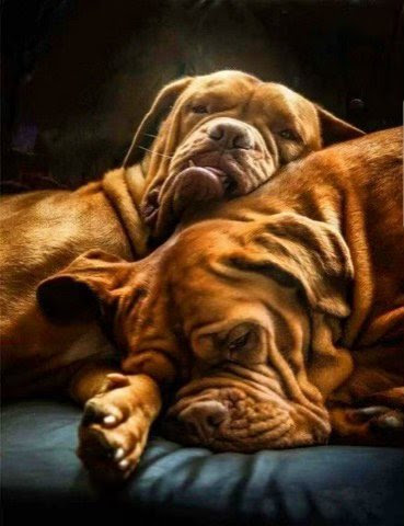 Sleeping-Dogs