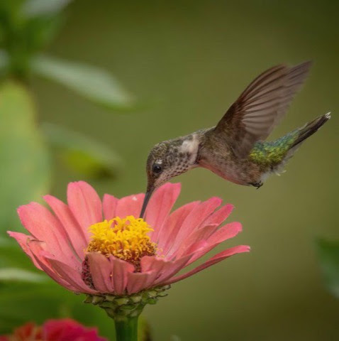 Hummingbird-Zinnia