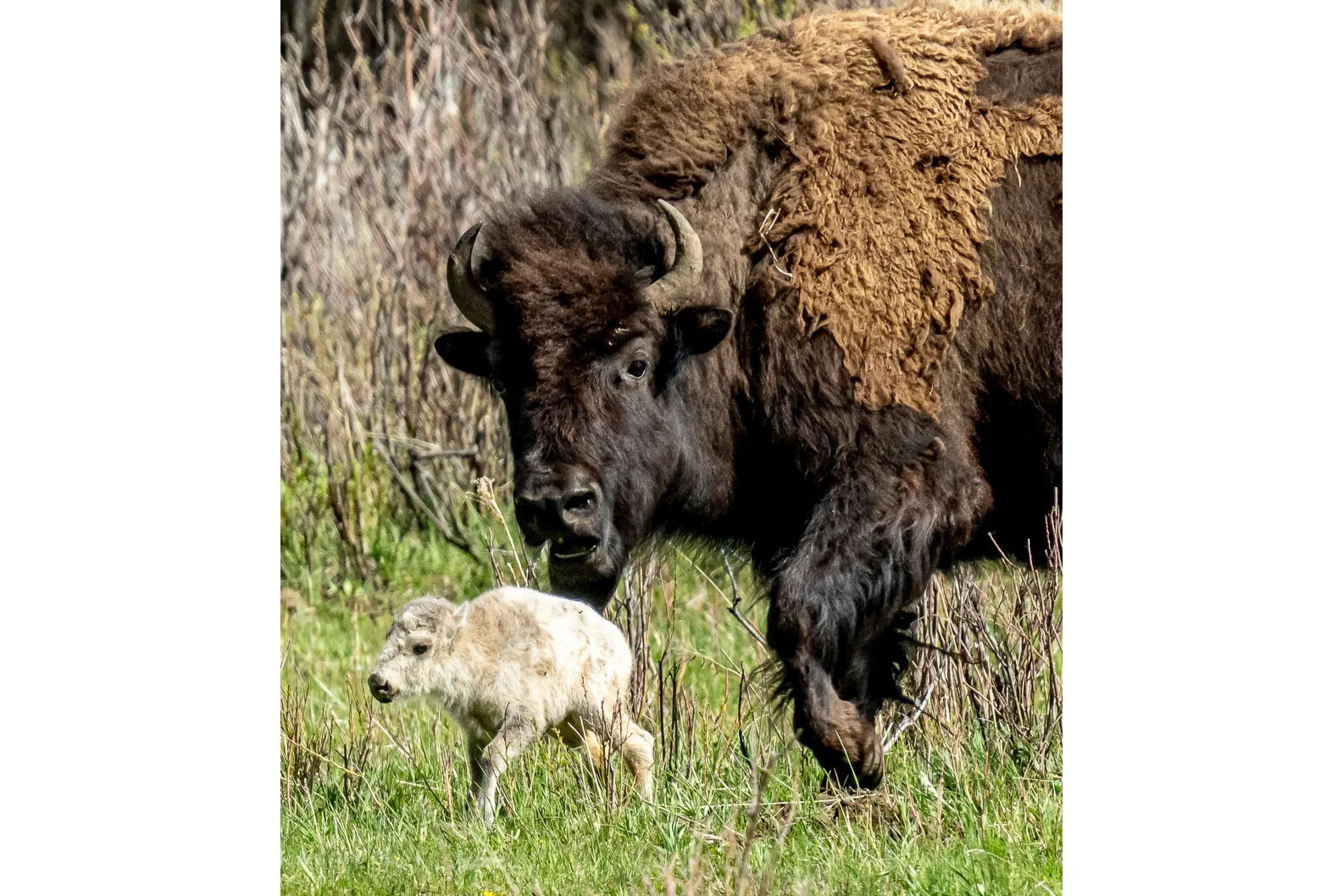 A rare white buffalo calf, reportedly born in Yellowstone National Park's Lamar Valley, is shown on Tuesday in Wyoming. (Erin Braaten/Dancing Aspens Photography via AP).