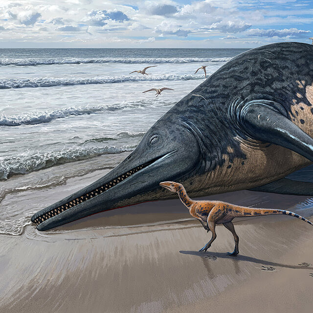 An illustration shows a giant ichthyosaur carcass washed up on a beach with two small theropods investigating.