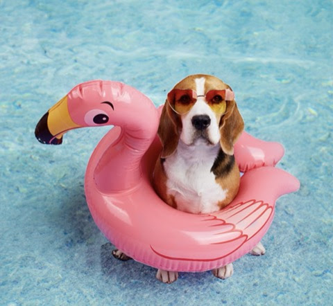 Dog-in-Flamingo-Floaty