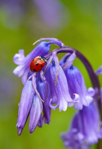 Flower-Purple-Lady-Bug