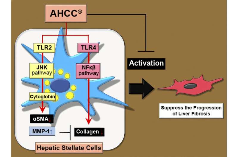 Shiitake-derived functional food shows suppression of liver fibrosis progression