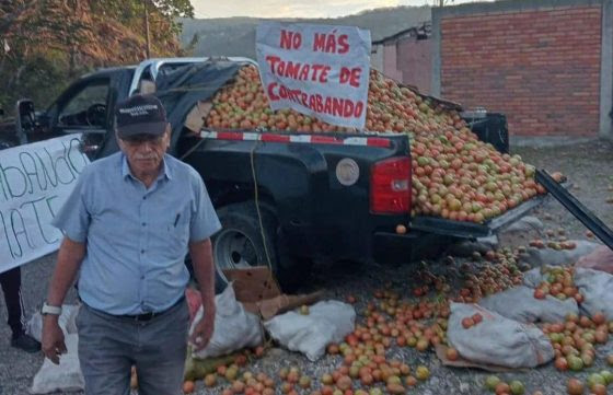 Contrabando de tomate desde Colombia pone en jaque a productores en el Táchira