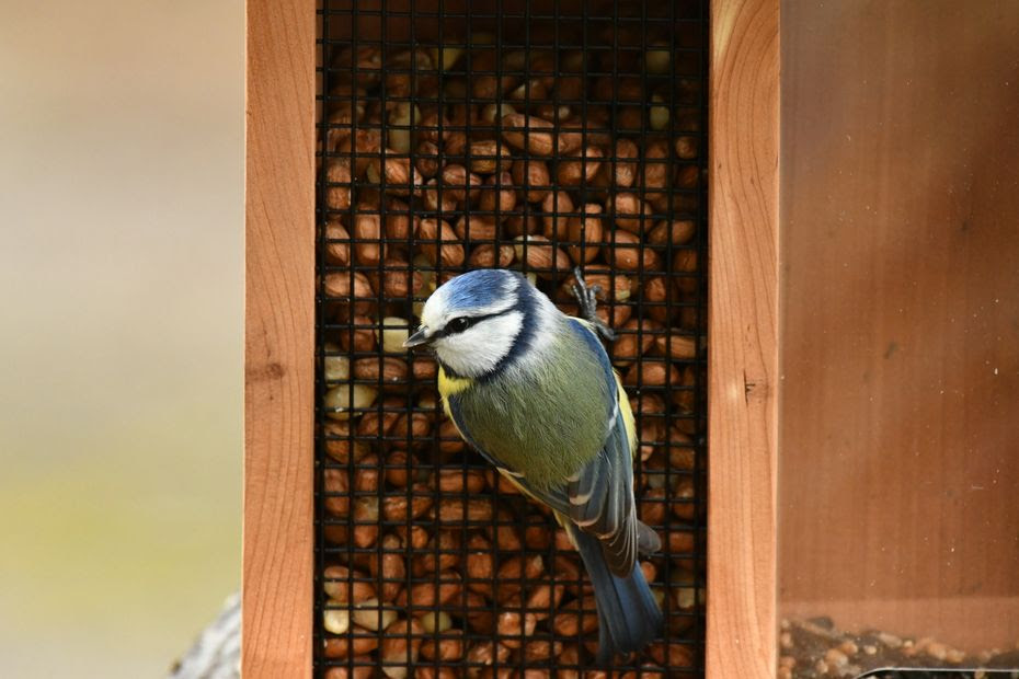 Oiseaux du jardin : avec les premiers froids, faut-il commencer à les nourrir ?