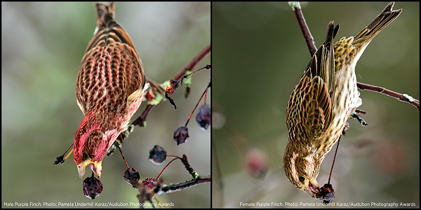 side by side view of male and female purple finches on thistle branches; the male is colored with red and gold, the female with pale rose and yellow