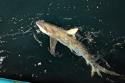 A juvenile dusky shark implanted with a satellite tag and released during the 2024 survey.