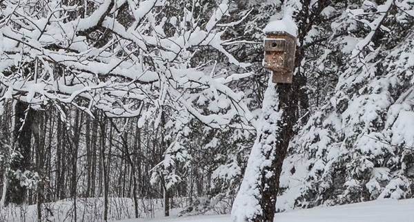 a boxy wooden birdhouse on a tree in a thick, forested area. All of the trees and branches and ground are covered in heavy snow