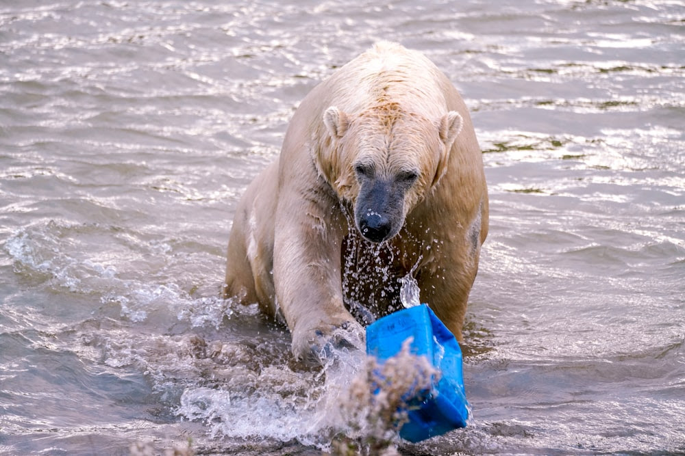 Un ours polaire dans l’eau avec un sac bleu