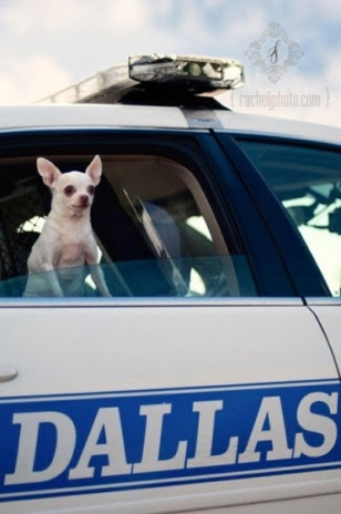 Dog-Busted-Dallas-Police