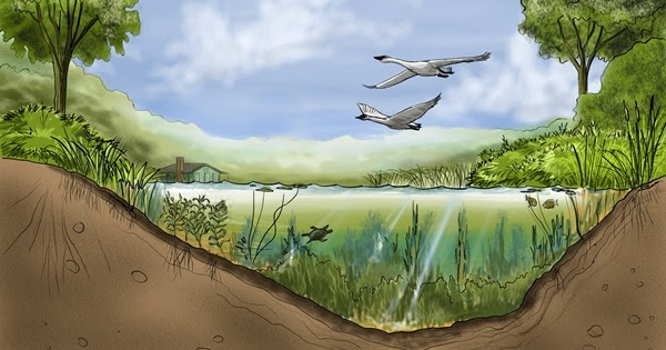 Illustration of the ecology of a small lake showing fish, turtles and plant life underwater, geese flying overhead, and trees surrounding the lake