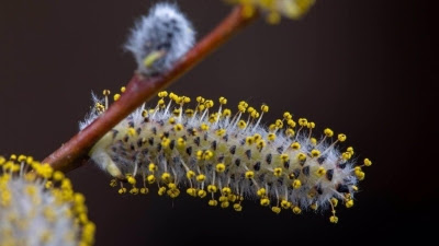 Mejoras en el sistema de alertas de polen ante la previsión de florecimiento de grámineas y llantenes