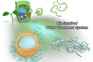 Conceptual illustration of this work on bio-inspired water treatment system