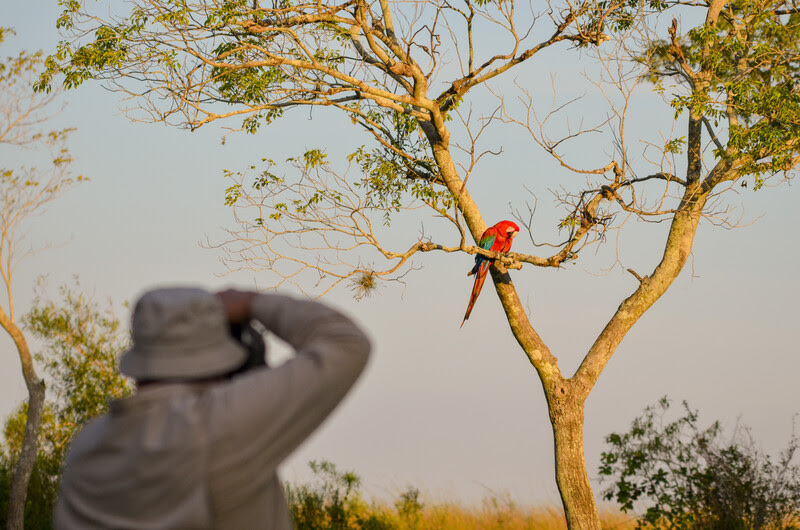 Tourist photographing a Red-and-green Macaw in northern Iberá. Photo credit: Hernan Ojeda 