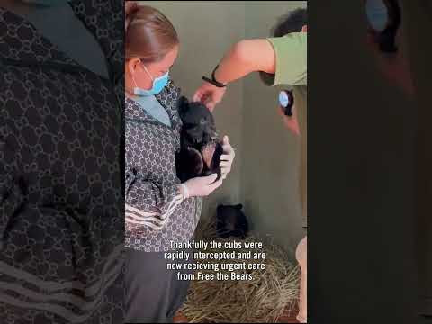 Two moon bears saved from illegal Facebook sale