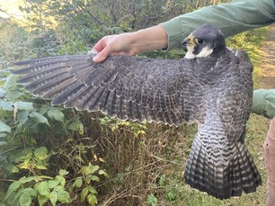 Adult Female Peregrine Falcon by S Needles