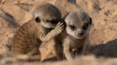 Baby Meerkats