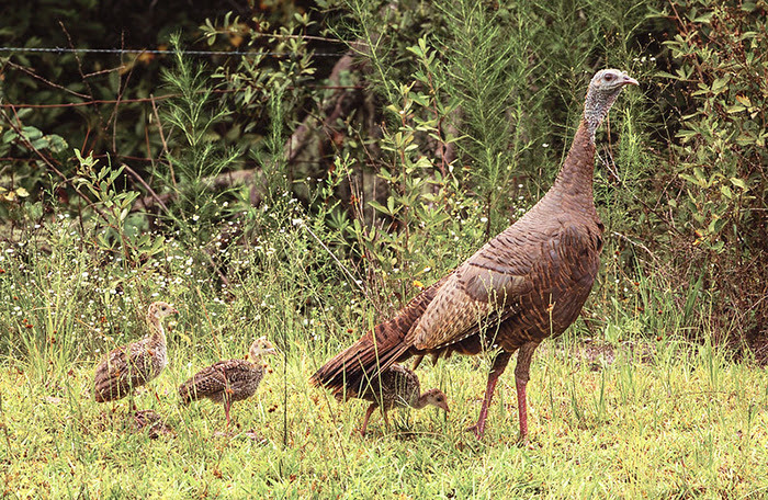 wild turkey hen with poults