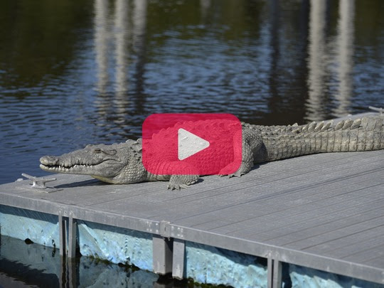 Crocodile on a dock with a YouTube logo overlay