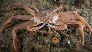 snow-crab-iStock