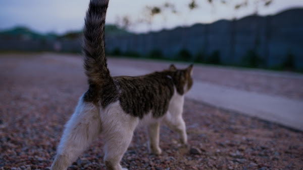 City authorities told locals to avoid touching the animal and to inform police immediately if they come across it (Stock image)