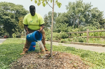 a man in a bright yellow Greening of Detroit T-shirt and work pants pours a big blue bucket of water on a newly planted and staked tree