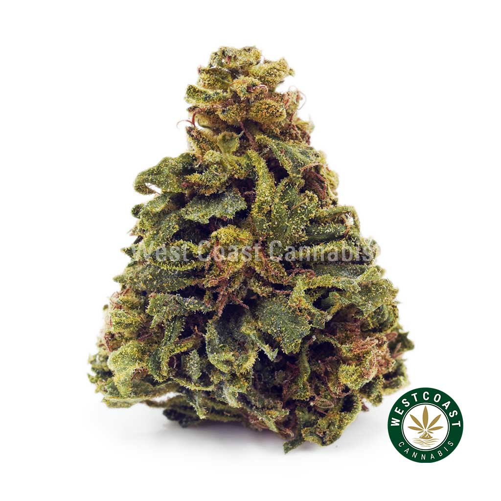 Image of Afghan Skunk AA - Green House