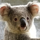 Koala nose patterns offer new identification method