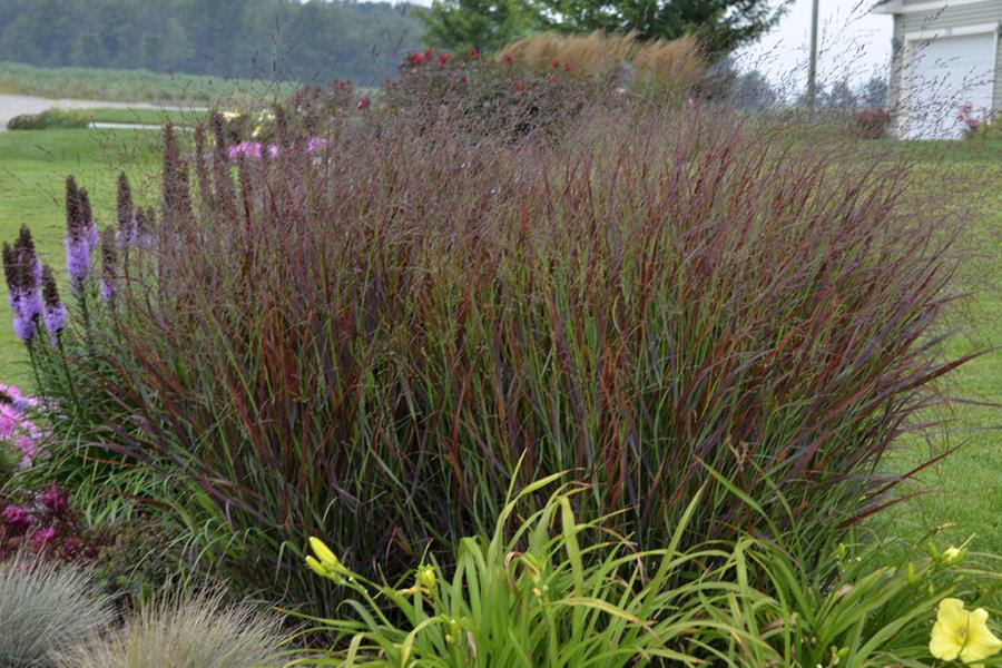 Prairie Winds® 'Cheyenne Sky' ornamental grass