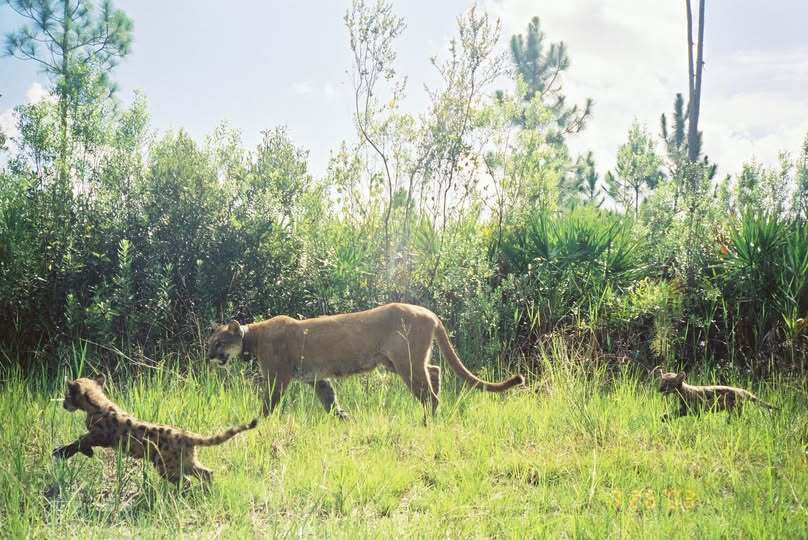 Florida panther and two kittens