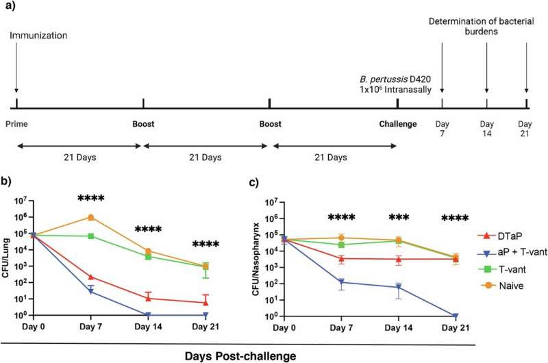 New nasal vaccine shows promise in curbing whooping cough spread