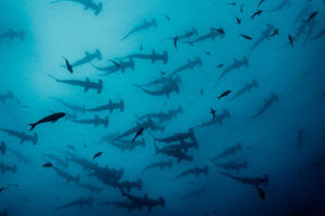 Cocos Island, Costa Rica