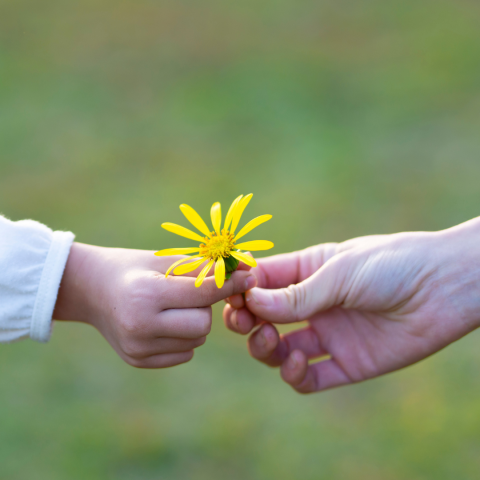 yellow daisy being passed from an adult to a child