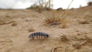 Isopods Eat Soil Crust