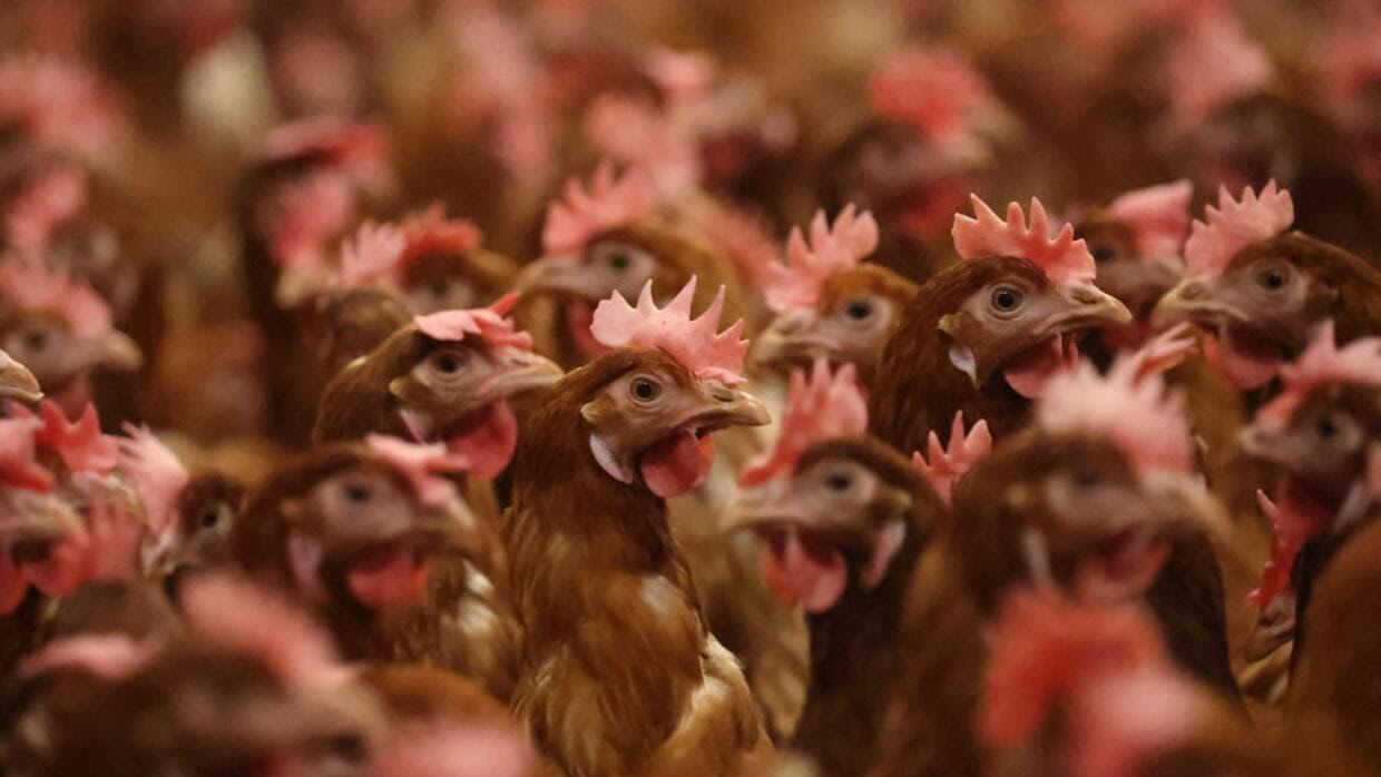 La gripe aviar llega al ganado: ¿cuán preocupados debemos estar?