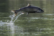 A chinook salmon. Credit: iStock