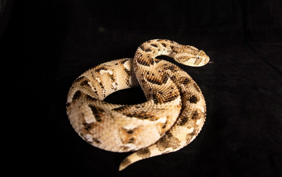 A Kenyan puff adder at the Liverpool School of Tropical Disease's herpetology department