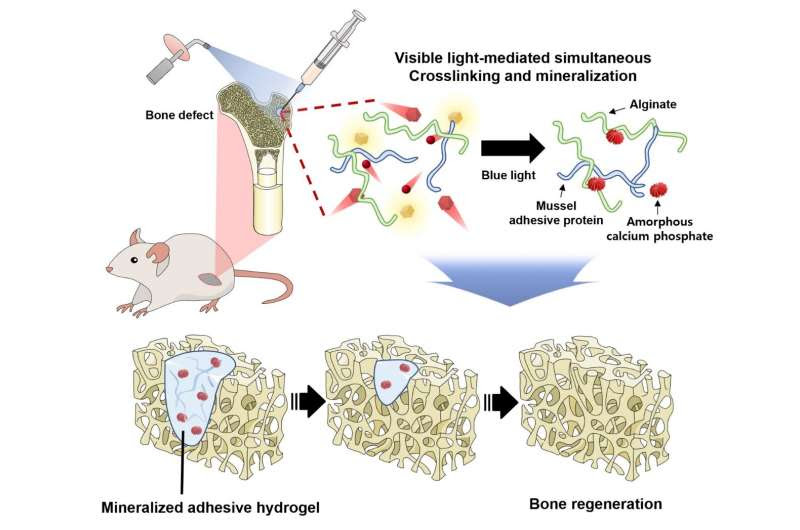 Achieving bone regeneration and adhesion with harmless visible light