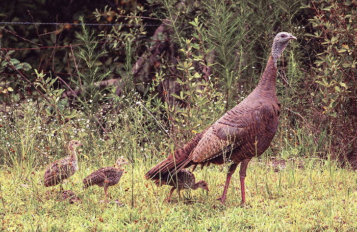 wild turkey hen with poults walking near woods