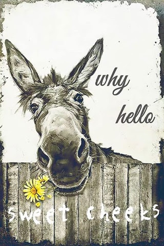 Hello-Sweet-Cheeks-Donkey