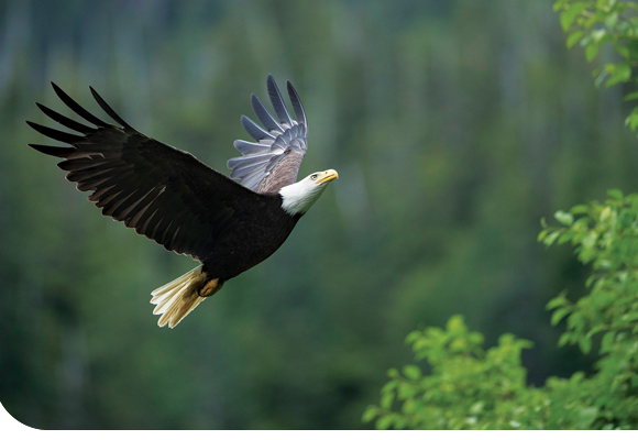 Yakutat Bay, Alaska