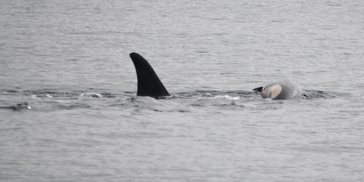 In this photo provided by NOAA Fisheries, the orca known as J35 (Tahlequah) carries the carcass of her dead calf in the waters of Puget Sound off West Seattle, Wash., on Wednesday, Jan. 1, 2025. (Candice Emmons/NOAA Fisheries via AP)