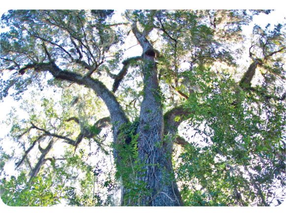 View of an oak tree, looking up