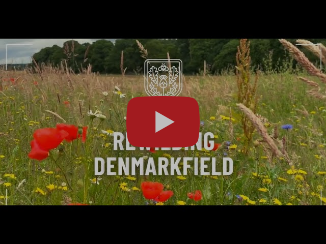 Rewilding Denmarkfield - Now and Then